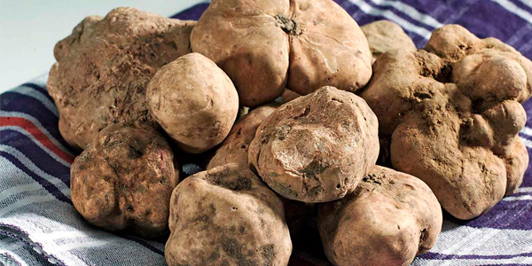 თეთრი ტრიუფელი — როგორ იქცა უბრალო სოკო მსოფლიოს ერთ-ერთ ყველაზე ძვირადღირებულ დელიკატესად